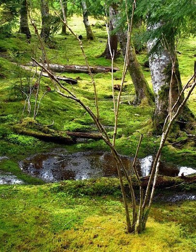 Learn how to make your own moss | Gardening Life | Scoop.it
