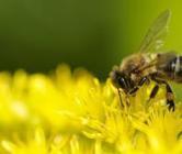 Les insectes aussi sont intelligents ! - rtflash.fr | tregouet.org | EntomoScience | Scoop.it
