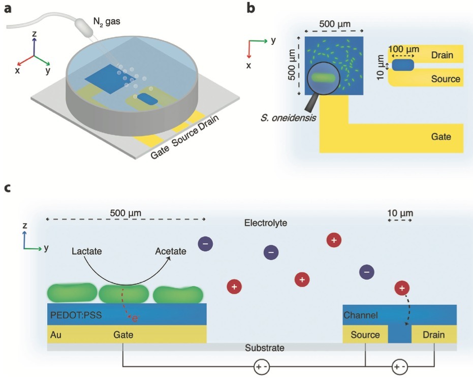 Organic Microbial Electrochemical Transistor Mo...