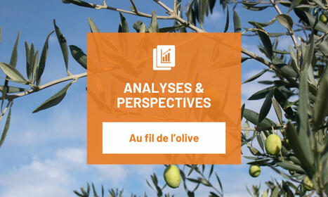 Analyses et perspectives d'avril 2025 Au fil de l'olive : tendances actuelles et perspectives  | CORPS GRAS | Scoop.it