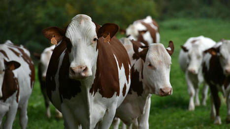 La baisse du cheptel de bovins laitiers ralentit | Actualités de l'élevage | Scoop.it