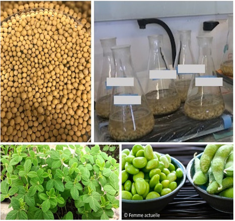 FOCUS PLATEFORME : Création de nouvelles ressources génétiques chez le soja pour le développement de variétés adaptées à une culture européenne et à une source de protéines locale et durable | Life Sciences Université Paris-Saclay | Scoop.it