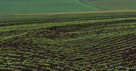 Alimentation, soja, OGM et climat: l'Europe au défi de son indépendance en protéines | GREENEYES | Scoop.it