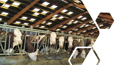 Bien choisir son système de barrières d’auge pour ses vaches laitières | Lait de Normandie... et d'ailleurs | Scoop.it