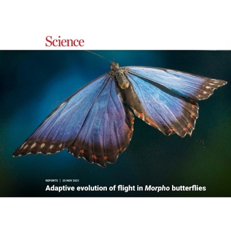 Amazonie : comment le papillon Morpho s’est adapté pour survivre dans la canopée | EntomoNews | Scoop.it