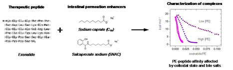 Comment des complexes supramol&eacute;culaires pourraient-ils am&eacute;liorer l'absorption intestinale de peptides? | Life Sciences Universit&eacute; Paris-Saclay | Scoop.it