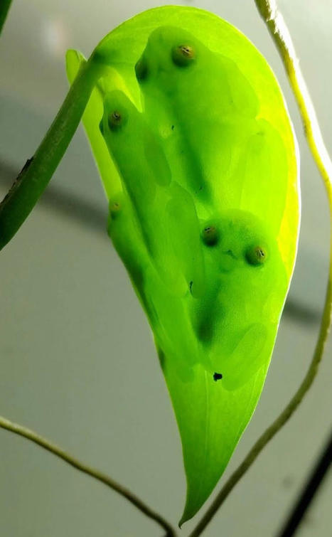 How Glass Frogs Weave the World’s Best Invisibility Cloak | Rainforest CLASSROOM | Scoop.it