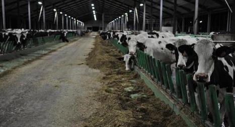 MILLE VACHES «Nous produisons du lait de qualité, preuve que nos animaux sont bien traités» | Lait de Normandie... et d'ailleurs | Scoop.it