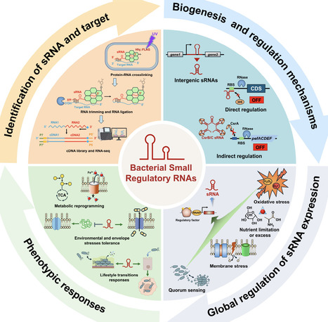 From environmental signals to adaptive phenotypes: signal-responsive regulation and network logic of bacterial small RNAs | fems rev | RMH | Scoop.it