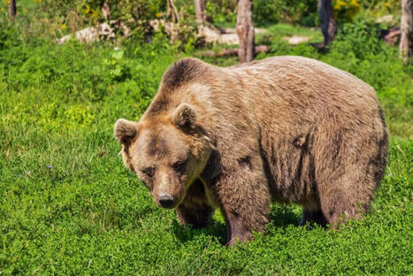 Hautes-Pyr&eacute;n&eacute;es - Ours brun dans les Pyr&eacute;n&eacute;es : vers un effarouchement plus r&eacute;actif au service des &eacute;leveurs | Accueil | Scoop.it