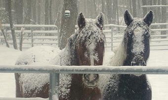 G&eacute;rer et nourrir les chevaux par temps froid | Cheval et Nature | Scoop.it