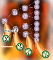 Roche prevé iniciar en 2025 un estudio fase III con trontinemab para el tratamiento de la enfermedad de Alzheimer | Alzheimer y más (Boletín nº 64) | Scoop.it