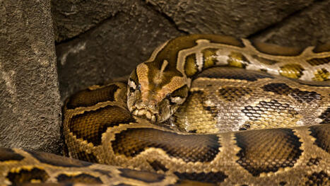 Florida's Burmese python problem so bad that a record hunt of 294 snakes in 10 days barely made a dent - The Cool Down | Operation Deimos | Scoop.it