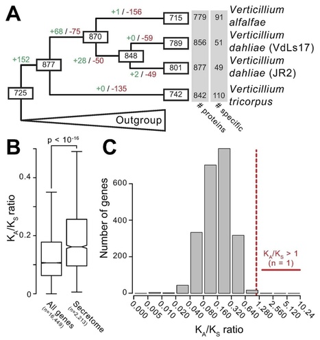 MPMI: The genome of the saprophytic fungus Verticillium tricorpus reveals a complex effector repertoire resembling that of its pathogenic relatives (2014) | Plant Pathogenomics | Scoop.it
