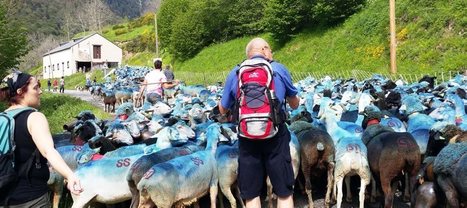 Soulan : une transhumance bien accompagnée  | Vallées d'Aure & Louron - Pyrénées | Scoop.it