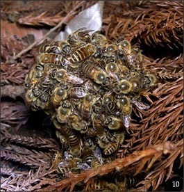 Le frelon asiatique (Vespa velutina nigrithorax) et l'abeille domestique | EntomoNews | Scoop.it