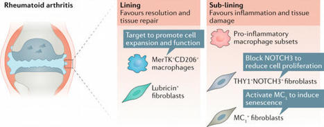 Switching on resolution to treat RA moves closer to reality | Rheumatology-Rhumatologie | Scoop.it