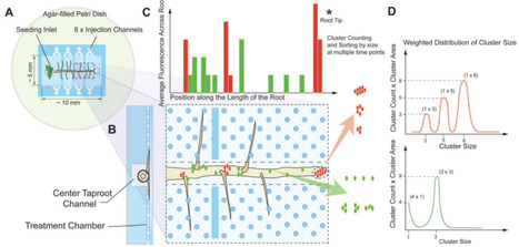 Quantifying the Spatiotemporal Dynamics of Plant Root Colonization by Beneficial Bacteria in a Microfluidic Habitat | RMH | Scoop.it