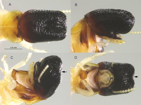 Un insecte aux allures de baleine d&eacute;couvert dans la canop&eacute;e sud-am&eacute;ricaine | EntomoNews | Scoop.it