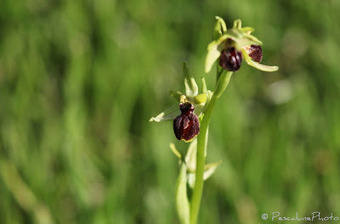 Flore de Camargue: Ophrys passionis, Ophrys de la passion | Camargue Nature | Scoop.it
