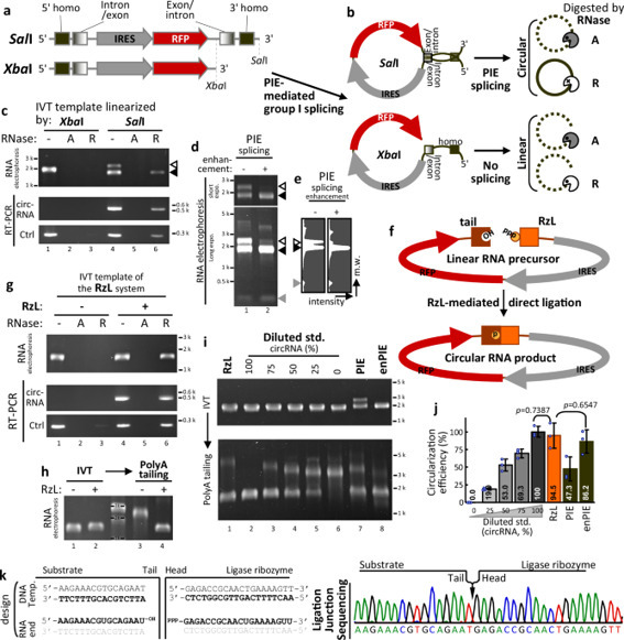 A cis-acting ligase ribozyme generates circular...