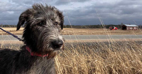 Nyt elet&auml;&auml;n kyynpuremien sesonkiaikaa &ndash; n&auml;ist&auml; merkeist&auml; tunnistat, onko k&auml;&auml;rme purrut lemmikki&auml;si | Etel&auml;-Pohjanmaa | Yle | 1Uutiset - Lukemisen t&auml;hden | Scoop.it