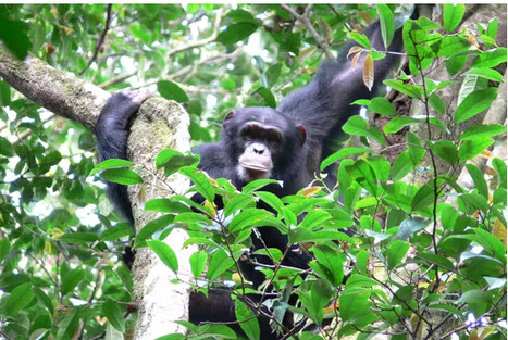 En Guin&eacute;e, un crapaud vivipare, des chimpanz&eacute;s et des chauves-souris face &agrave; la mine de fer des monts Nimba | &Eacute;cosyst&egrave;mes Tropicaux | Scoop.it