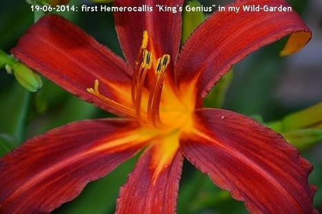 Gardening: The Wild-Garden | Names Of The Flowers | Daylily Hemerocallis 'King's Genius' | Hobby, LifeStyle and much more... (multilingual: EN, FR, DE) | Scoop.it