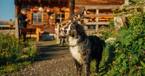 Reisende mit Hund | Innovation and trends in tourism | Scoop.it