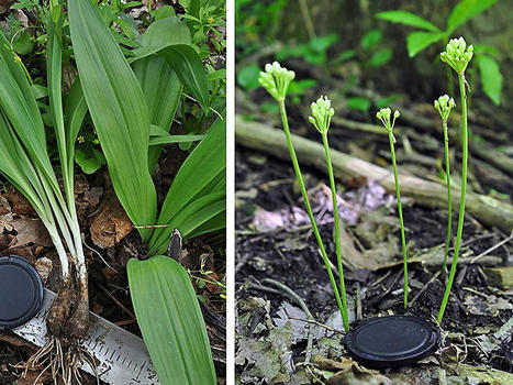 Second species of ramp, or wild leek, documented in Pennsylvania | World Science Environment Nature News | Scoop.it