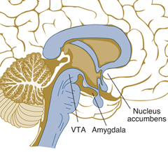 The Twitter Spot in Your Brain  |  Neuromarketing | Toulouse networks | Scoop.it
