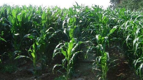 Fertilisation : Les effluents d'élevage peuvent couvrir jusqu'à 80 % des besoins du maïs | Lait de Normandie... et d'ailleurs | Scoop.it