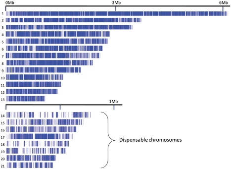 PLoS Genetics: Whole-Genome and Chromosome Evolution Associated with Host Adaptation and Speciation of the Wheat Pathogen Mycosphaerella graminicola | Plant Pathogenomics | Scoop.it