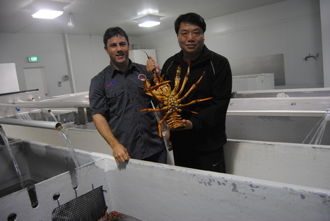 AUSTRALIA: Chinese demand for local seafood | Coastal Restoration | Scoop.it