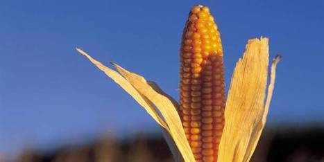 Un nouveau maïs transgénique bientôt autorisé en Europe? | Questions de développement ... | Scoop.it