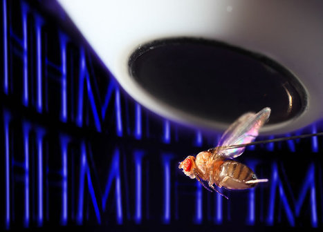 D'énigmatiques neurones aident les mouches à s'orienter [en anglais] | EntomoNews | Scoop.it