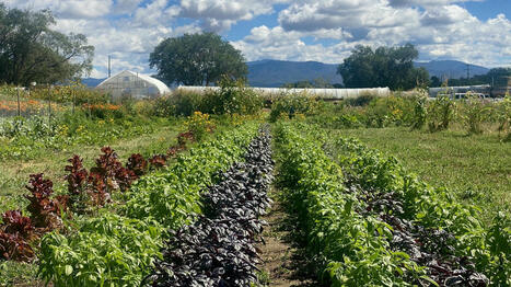 Small farms struggle under Trump's cuts to USDA grant funding - Marketplace.org | Operation Deimos | Scoop.it