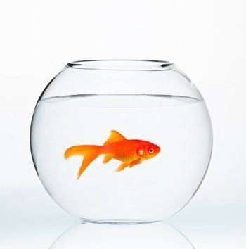 Science: You Now Have a Shorter Attention Span Than a Goldfish | Business Communication 2.0: Social Media and Digital Communication | Scoop.it