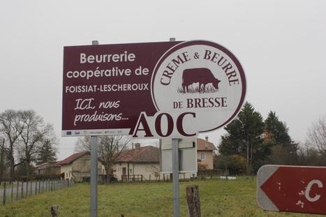 Crème et beurre de Bresse : « L’AOP nous apporte un peu de stabilité » | Lait de Normandie... et d'ailleurs | Scoop.it