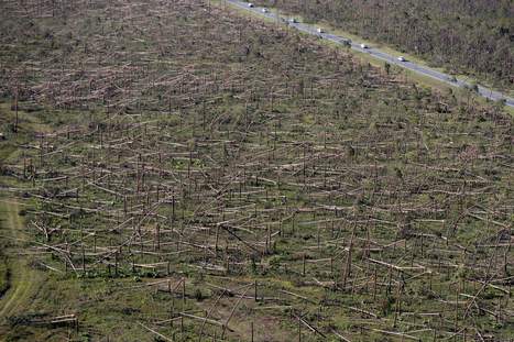 Hurricane Michael’s effect on timber industry "catastrophic" | Timberland Investment | Scoop.it