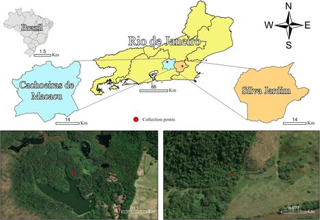Au Br&eacute;sil, les moustiques attaquent davantage les humains &agrave; mesure que la biodiversit&eacute; d&eacute;cline | Biodiversit&eacute; | Scoop.it