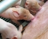 Le bien-être animal dans les élevages de porcs | SCIENCES DE L' ANIMAL | Scoop.it