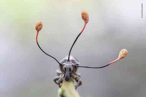 Les meilleures photographies de nature de l’année primées à Londres | Variétés entomologiques | Scoop.it