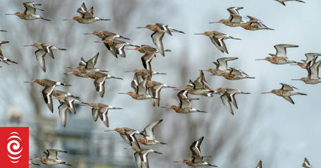 Thousands of migratory birds will make NZ landfall in spring – will they bring a deadly bird flu with them? | RNZ News | Virology News | Scoop.it