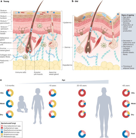 The human skin microbiome: from metagenomes to therapeutics | Nature Reviews Microbiology | Mucosal Immunity | Scoop.it