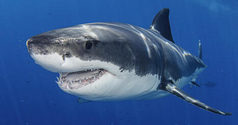 Australie. &laquo;&nbsp;Mon pied gauche &eacute;tait dans sa gueule&nbsp;&raquo;&nbsp;: un p&ecirc;cheur &eacute;chappe de justesse &agrave; un grand requin blanc | Biodiversit&eacute; - @ZEHUB on Twitter | Scoop.it
