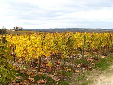 Contre la libéralisation des vignes, la France gagne encore un allié | Agriculture | L'Europe avec EurActiv France | Immobilier | Scoop.it