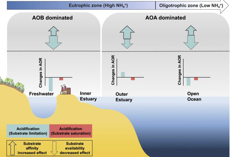 Ammonia oxidizers offset acidification stress via adaptive substrate affinity in aquatic ecosystems | Ncm | RMH | Scoop.it