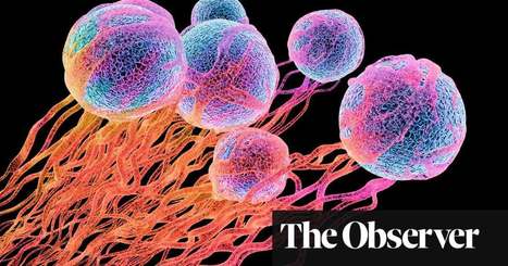 How to survive the fake news about cancer | Science | The Guardian | Actualités "Fake News and Vaccinations" | Scoop.it