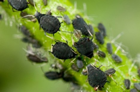 How To Get Rid Of Aphids: 12 Organic Methods That Work | #Gardening #Flowers #Pests #Roses | Hobby, LifeStyle and much more... (multilingual: EN, FR, DE) | Scoop.it